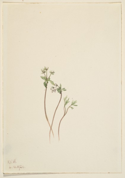 Harbinger of Spring (Erigenia bulbosa), 1920.