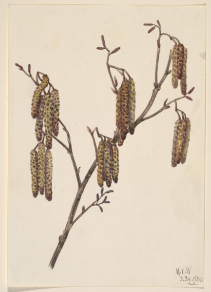 Hazel Alder (Alnus regosa), 1920.