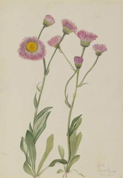 Meadow Fleabane (Erigeron speciosus), 1920.