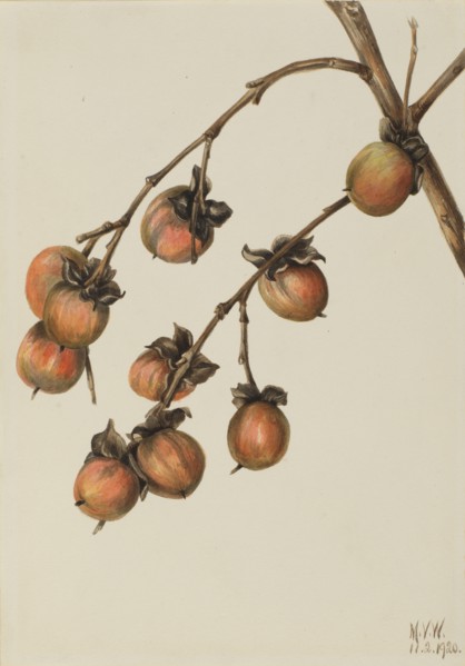 Persimmon (Diospyros virginiana), 1920.