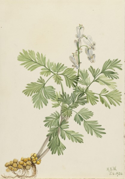 Squirrel Corn (Bikukulla canadensis), 1920.