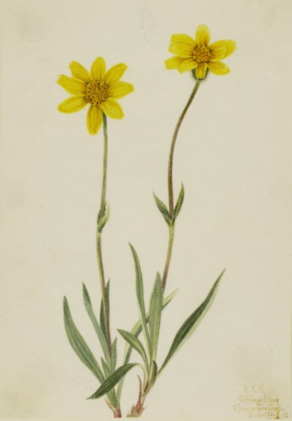 Woolly Arnica (Arnica tomentosa), 1920.