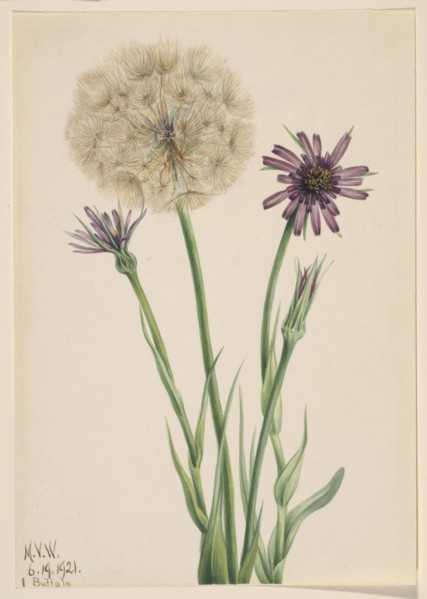 Salsify (Tragopogon porrifolius), 1921.