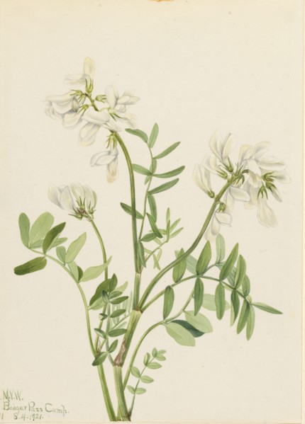 Sweetvetch (Hedysarum mackenzii), 1921.