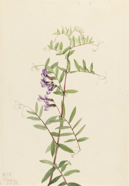 American Vetch (Vicia americana), 1922.