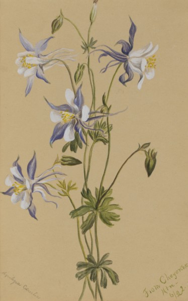 Blue Columbine (Aquilegia caerulea), 1922.