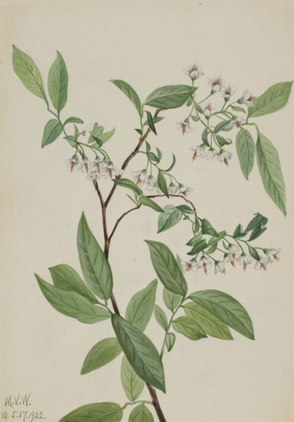 Deerberry (Polycodium stamineum), 1922.