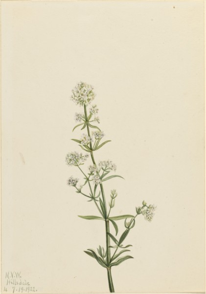 Northern Bedstraw (Galium boreale), 1922.