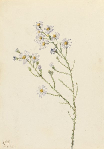 Pineland Aster (Aster squarrosus), 1922.