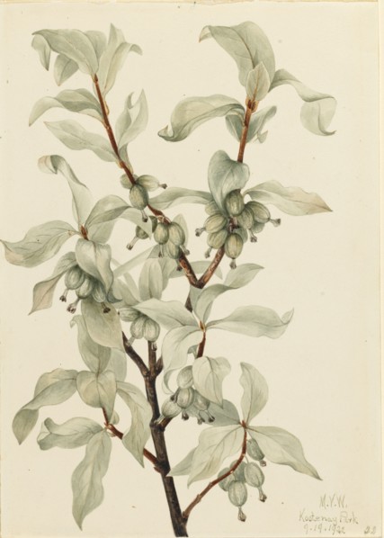 Silverberry (Elaeagnus commutata), 1922.