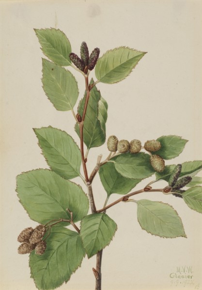 Western Green Alder (Alnus sinuata), 1922.