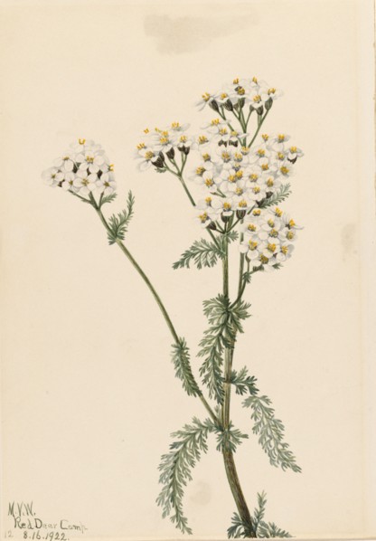 Western Yarrow (Achillea lanulosa), 1922.