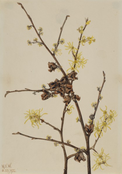 Witch Hazel (Hamamelis virginiana), 1922.