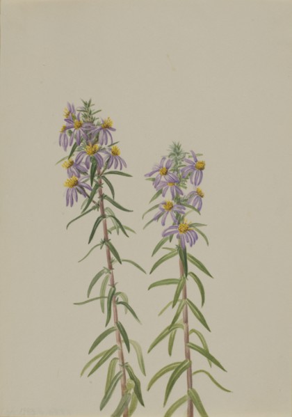 Aster (Aster hirariifolius), 1923.