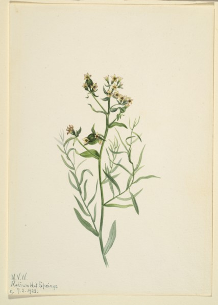 Bastard Toadflax (Comandra pallida), 1923.