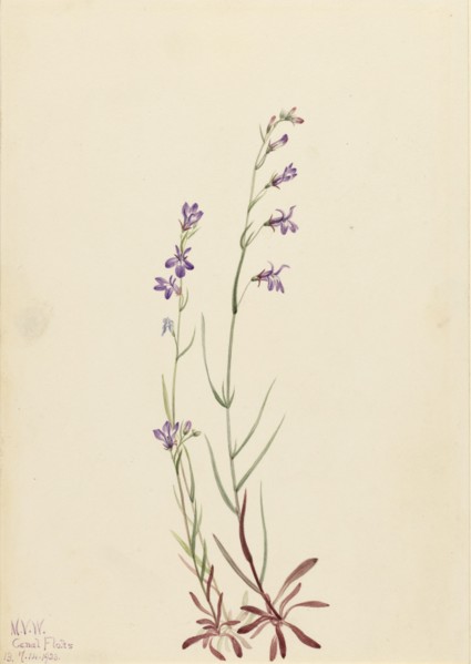 Brook Lobelia (Lobelia kalmii), 1923.