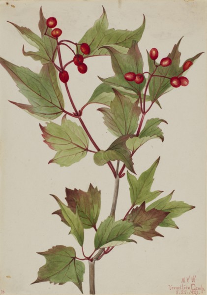 Cranberrybush (Viburnum pauciflorum), 1923.