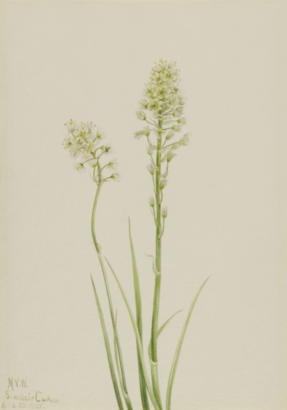Death Camas (Zygadenus venenosus), 1923.