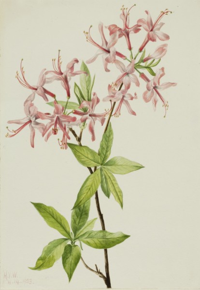 Downy Pinxter Bloom (Azalea rosea), 1923.