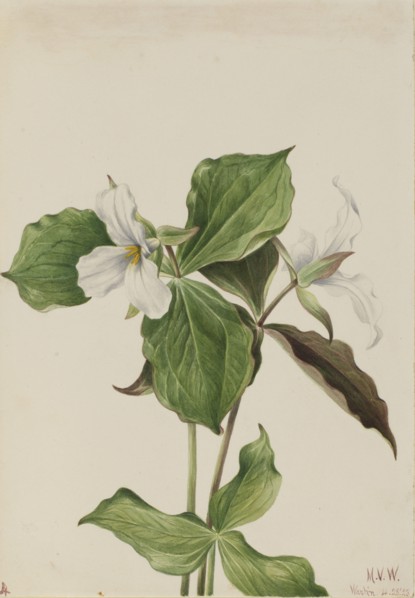 Large White Trillium (Trillium grandiflorum), 1923.