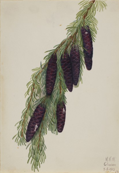 Mountain Hemlock (Tsuga mertensiana), 1923.