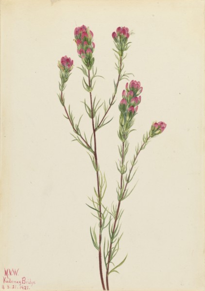 Owl-clover (Orthocarpus tenuifolius), 1923.