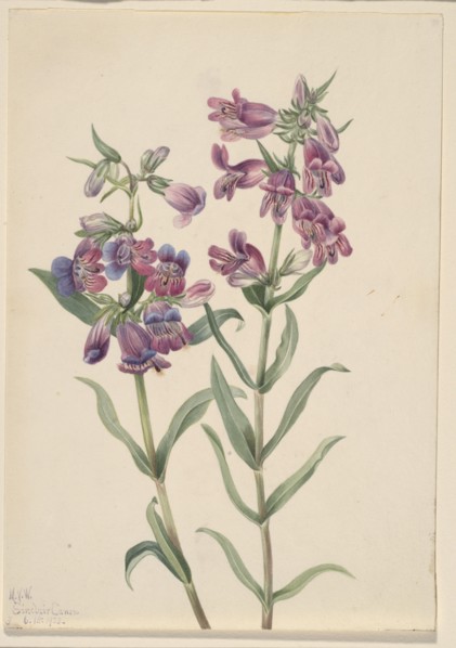 Prairie Pentstemon (Pentstemon erianthera), 1923.