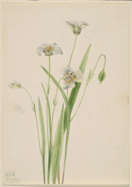 Pussy-ears (Calochortus elegans), 1923.