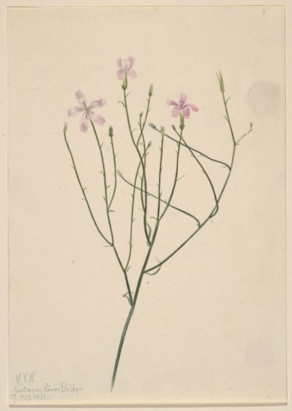 Skeleton Flower (Lygodesmia juncea), 1923.