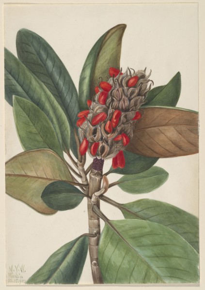 Southern Magnolia (Magnolia grandiflora), 1923.