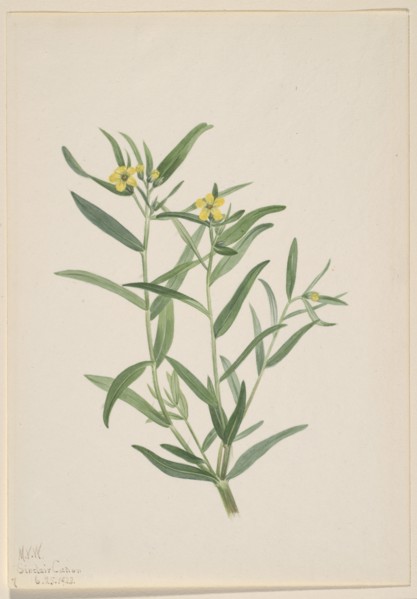 Untitled (Flower Study), 1923.