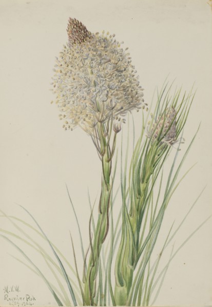 Beargrass (Xerophyllum tenax), 1924.