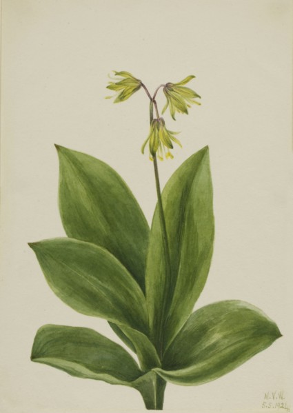 Blue Bead (Clintonia borealis), 1924.