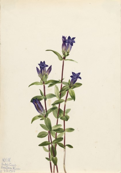 Riverbank Gentian (Gentiana affinis), 1924.