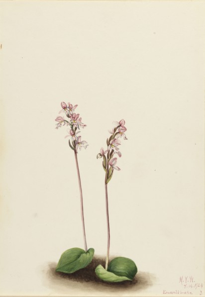Roundleaf Orchis (Orchis rotundifolia), 1924.