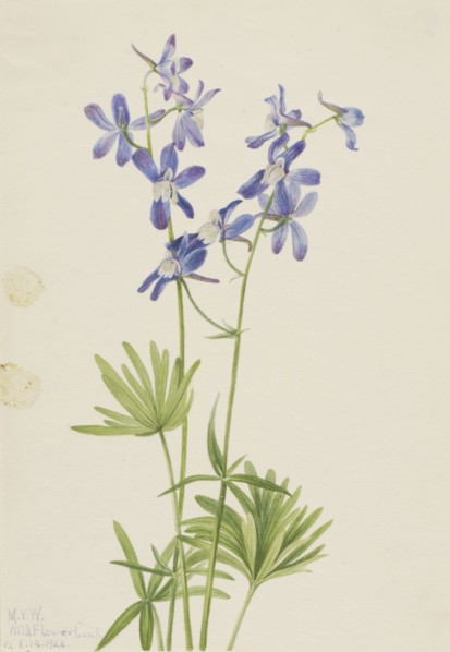 Slim Larkspur (Delphinium depauperatum), 1924.