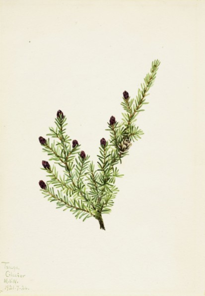 Western Hemlock (Tsuga heterophylla), 1924.