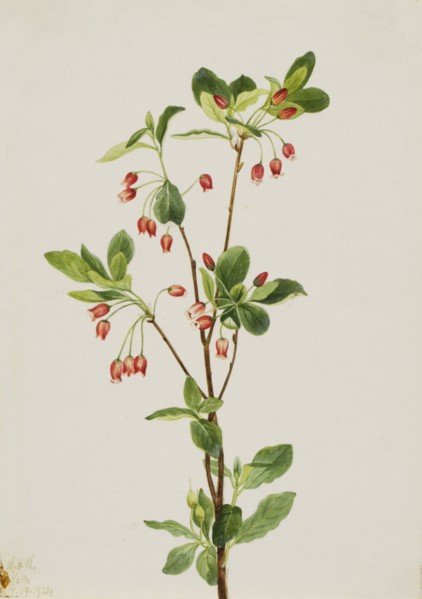 Western Menziesia (Menziesia glabella), 1924.