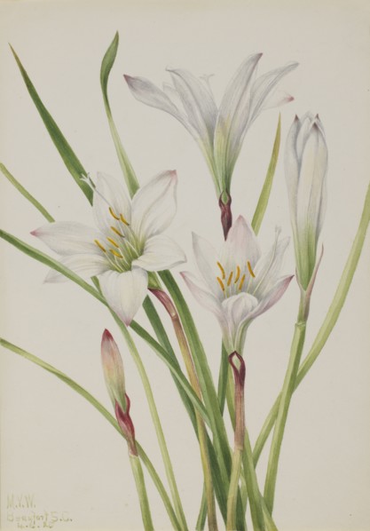 Atamasco-Lily (Atamosco atamasco), 1925.