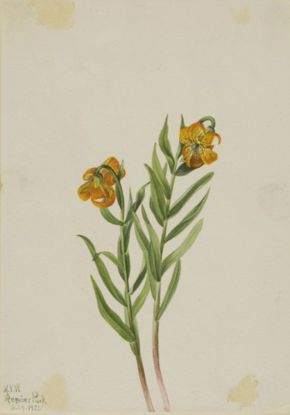 Columbia Lily (Lilium columbianum), 1925.