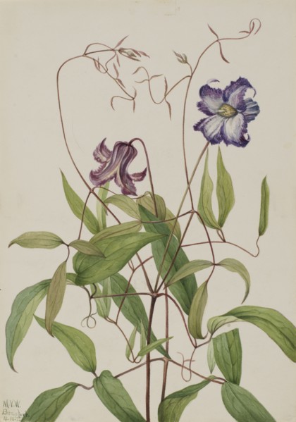 Curly Clematis (Clematis crispa), 1925.