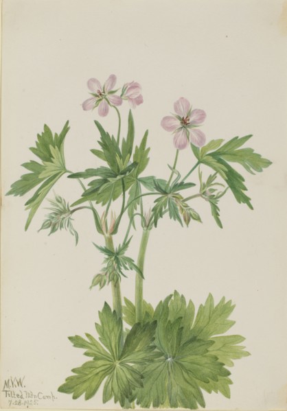 Western Cranesbill (Geranium viscosissimum), 1925.