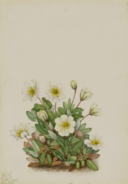 White Dryad (Dryas octopetala), 1925.