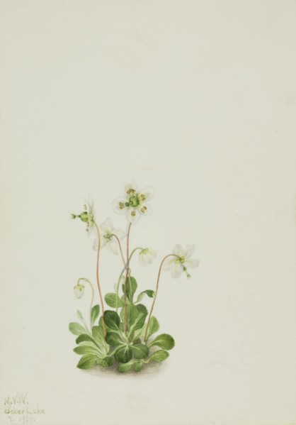 Wood Nymph (Moneses uniflora), 1925.