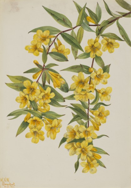 Carolina Jessamine (Gelsemium sempervirens), 1926.
