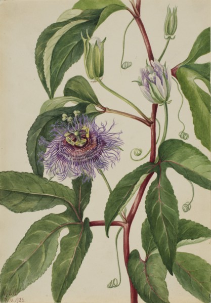 Maypop (Passiflora incarnata), 1926.