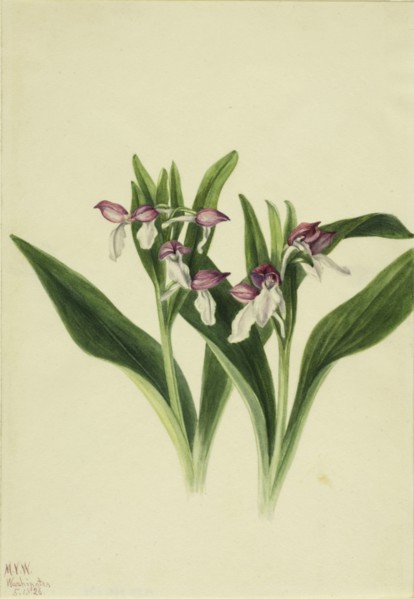 Showy Orchis (Orchis spectabilis), 1926.
