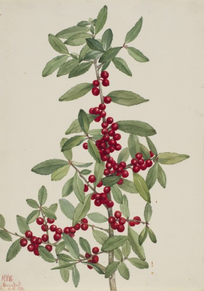 Yaupon (Ilex vomitoria), 1926.