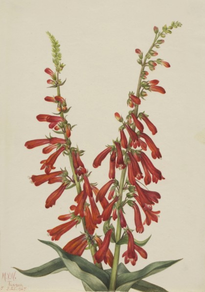 Fire Pentstemon (Pentstemon eatonii), 1927.
