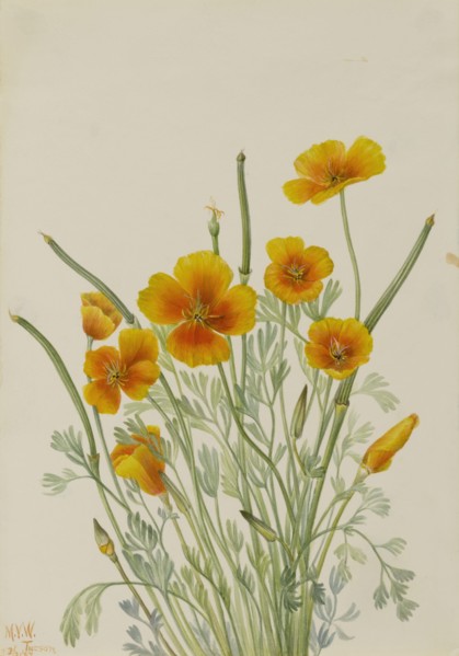 Mexican Poppy (Eschscholtzia mexicana), 1927.